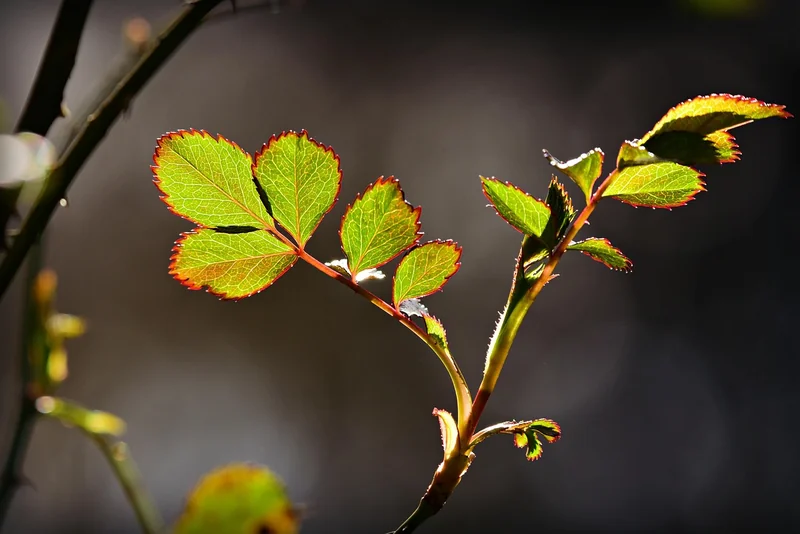 Les causes cachées derrière les feuilles marron