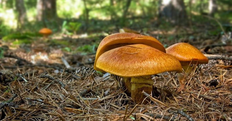 Le bolet jaune, un champignon délicieux à cueillir sans risque de confusion