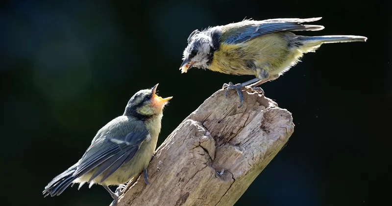 Comment reconnaître une jeune mésange bleue ou charbonnière