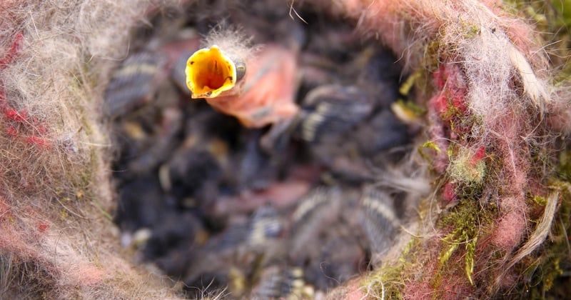 Oisillon mésange : le guide pour le reconnaître et le nourrir