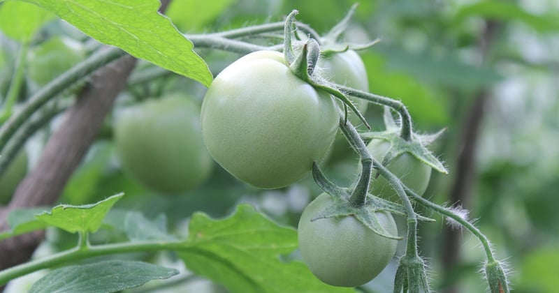Mon jardinier bio : 7 astuces pour un potager naturel éclatant