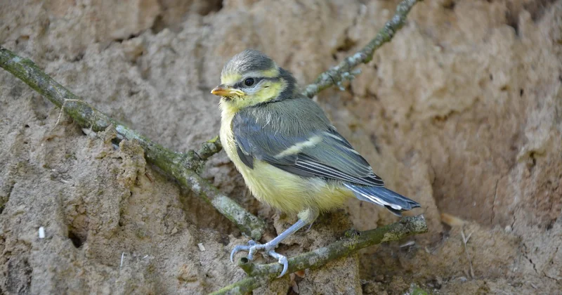 L'évolution d'un oisillon mésange, semaine par semaine