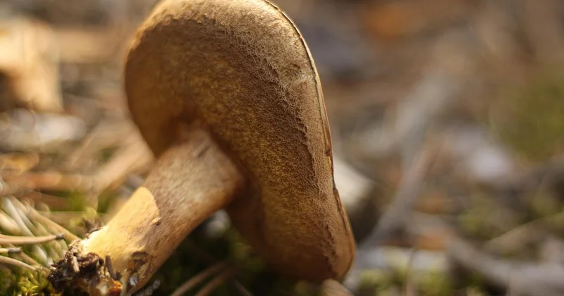 Le champignon blanc sur bois : un autre sosie fréquent