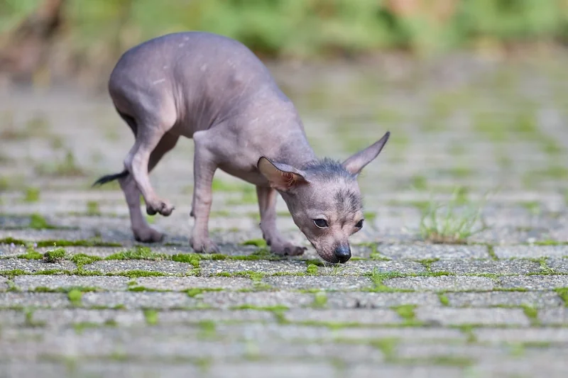 Les tarifs en 2026 de la détection canine