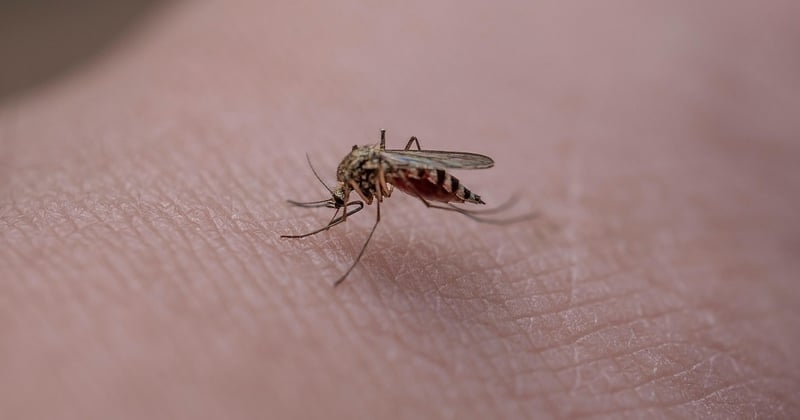 Quels insectes piquent la nuit ? Les 7 coupables à connaître