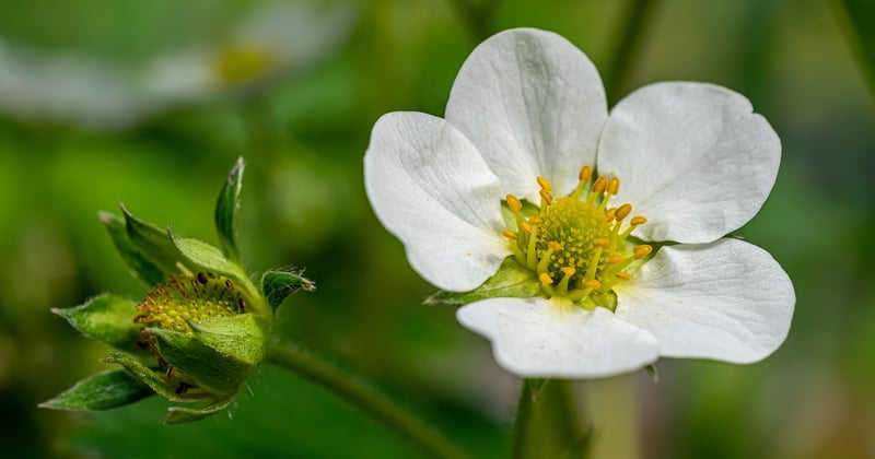 Comment pousse les fraises : le guide surprenant du potager