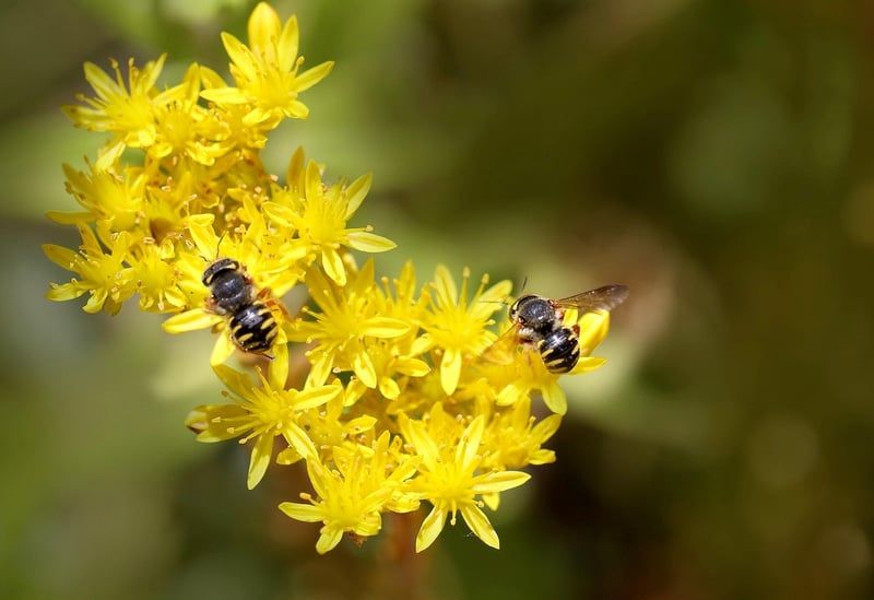 abeilles en laine