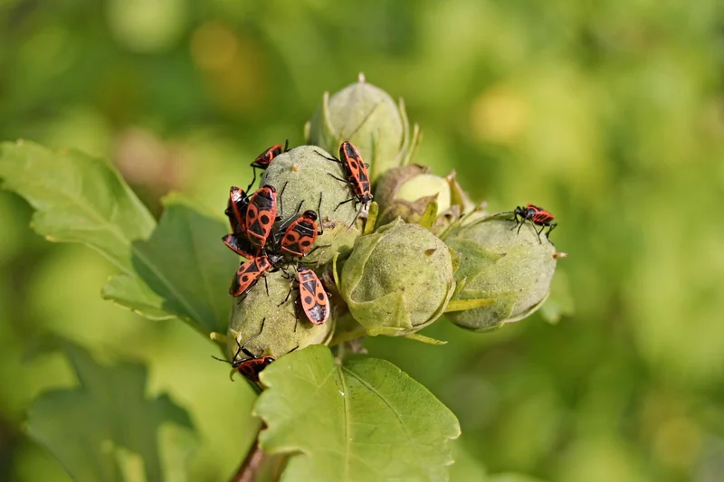 Pourquoi une seule punaise peut cacher une infestation